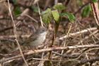 whitethroat_250411a.jpg