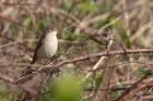 whitethroat_250411c.jpg