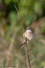 whitethroat_250411d.jpg