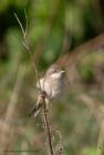 whitethroat_250411g.jpg