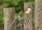 whitethroat_250411i.jpg