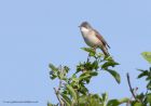 whitethroat_250411j.jpg