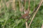 whitethroat_250411m.jpg