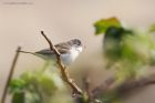 whitethroat_270415a.jpg