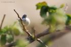 whitethroat_270415d.jpg