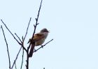 whitethroat_280409a.jpg