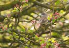 whitethroat_290409b.jpg