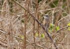 whitethroat_290409c.jpg