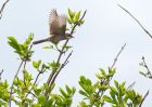 whitethroat_290409f.jpg