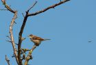 whitethroat_290508a.jpg