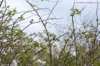 whitethroat_300412b.jpg