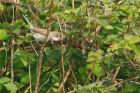 whitethroat_MM_1308.jpg