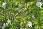 whitethroat_MM_1314.jpg