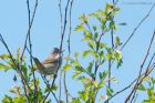 whitethroat_MM_1355.jpg