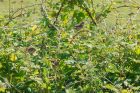 whitethroat_NBPT_140620a.jpg