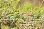 whitethroat_marshside_100920a.jpg