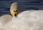 whooper_011111h.jpg