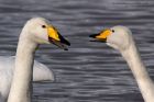 whooper_011111s.jpg