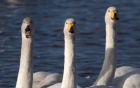 whooper_011111w.jpg