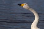 whooper_011111y.jpg