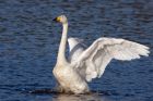 whooper_011111zd.jpg