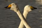 whooper_041113b.jpg