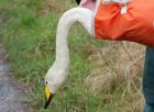 whooper_050208hh.jpg