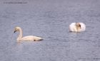 whooper_060112a.jpg