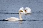 Filename=whooper_060112e.jpg
Filesize=178KB
Dimensions=1000x667
Date added=Jan 08, 2012 whooper_060112e.jpg