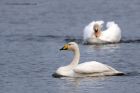 whooper_060112o.jpg