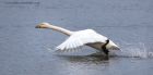 whooper_060112q.jpg