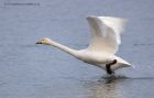 whooper_060112r.jpg