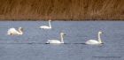 whooper_060112v.jpg