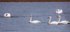 Filename=whooper_060112w.jpg
Filesize=210KB
Dimensions=1000x458
Date added=Jan 08, 2012 whooper_060112w.jpg