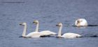 whooper_060112y.jpg