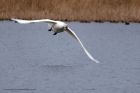 whooper_060112z.jpg