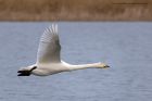 whooper_060112za.jpg