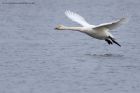 whooper_060112zb.jpg