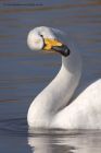 Filename=whooper_070311a.jpg
Filesize=266KB
Dimensions=600x900
Date added=Mar 09, 2011 whooper_070311a.jpg