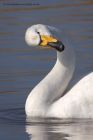 whooper_070311a.jpg