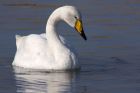 whooper_070311b.jpg