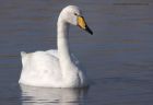 whooper_070311c.jpg