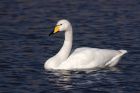 whooper_070311f.jpg