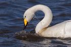 whooper_080312a.jpg