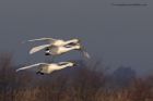 whooper_111212b.jpg