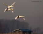 whooper_111212d.jpg