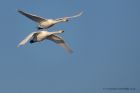 whooper_111212i.jpg