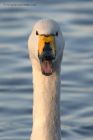 whooper_111212v.jpg