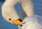 whooper_111212za.jpg