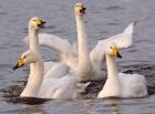 Filename=whooper_121108d.jpg
Filesize=147KB
Dimensions=800x592
Date added=Nov 14, 2008 whooper_121108d.jpg